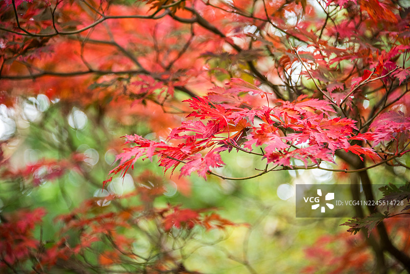 猩红枫叶特写，伊莎贝拉种植园图片素材