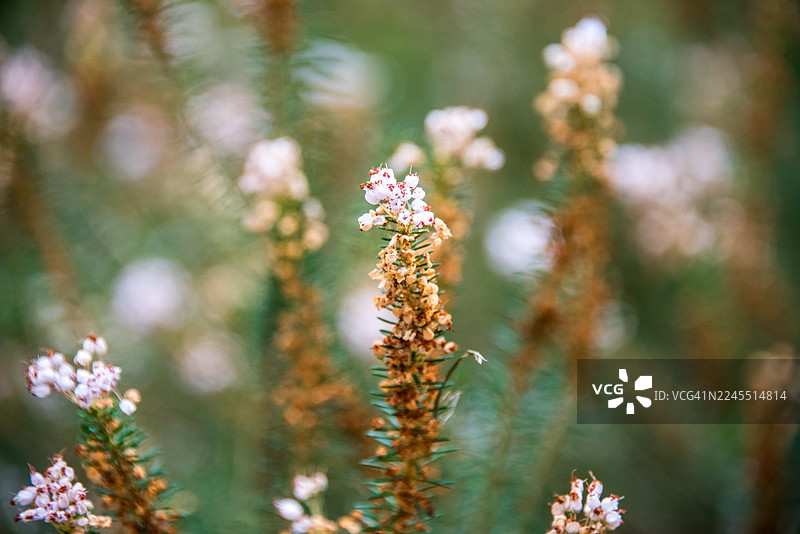 柔焦的石楠花穗，里士满公园图片素材