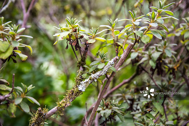 伊莎贝拉种植园，带有嫩绿新芽的树枝图片素材