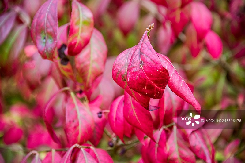 近距离拍摄火焰灌木叶子，翅果图片素材