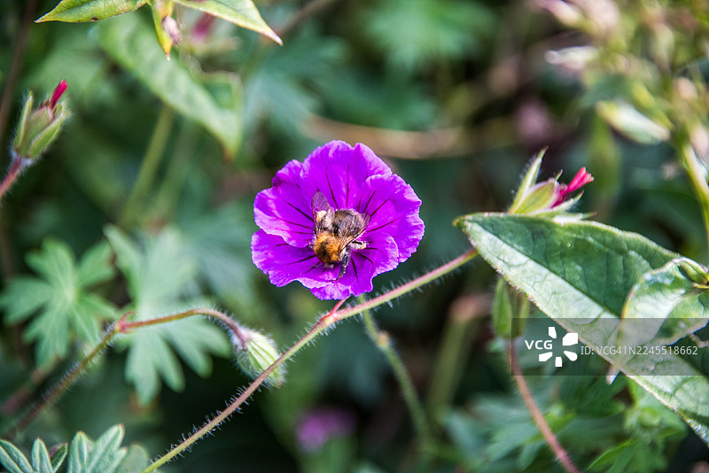 亮粉色天竺葵（老鹳草）带黄色眼图片素材