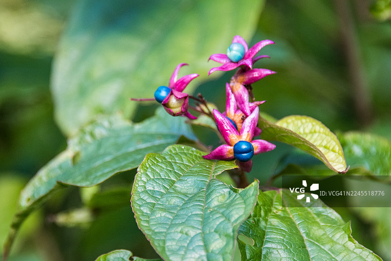 蓝色的葎草和粉色的星星，凌霄图片素材