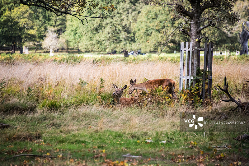 树旁休息的雄鹿，草地边缘图片素材