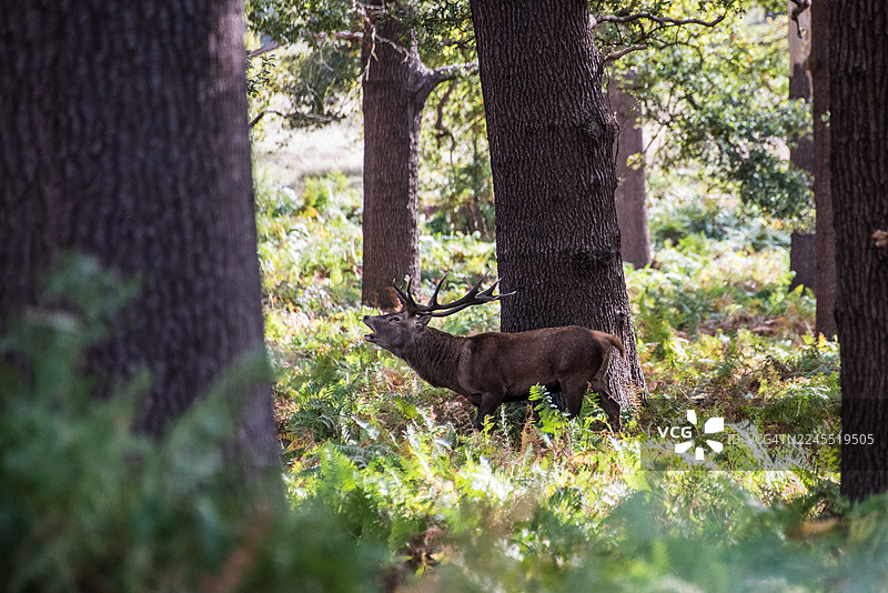 橡树下，雄鹿站在明亮的边缘图片素材