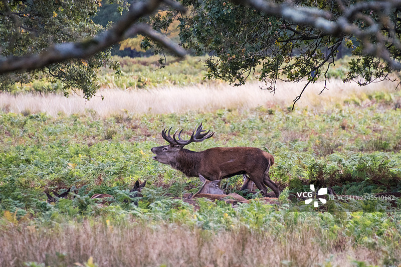 红鹿穿过草甸边缘图片素材
