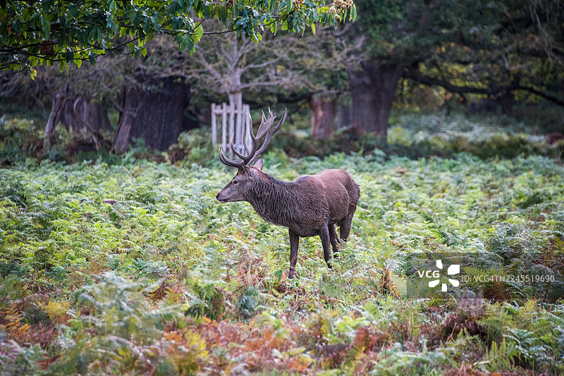 傍晚的蕨类植物丛中的年轻红鹿图片素材