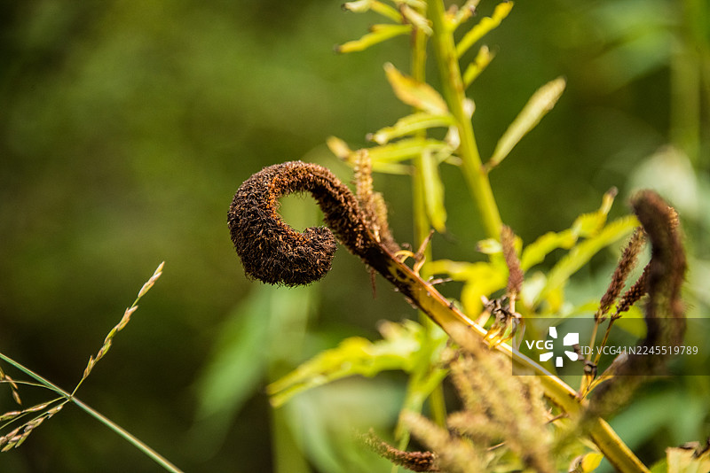 阳光下的河岸边，卷曲的蕨类植物弯钩图片素材