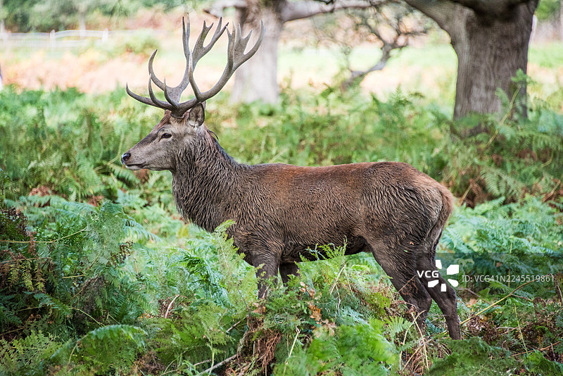 雄鹿穿过蕨类植物小径图片素材