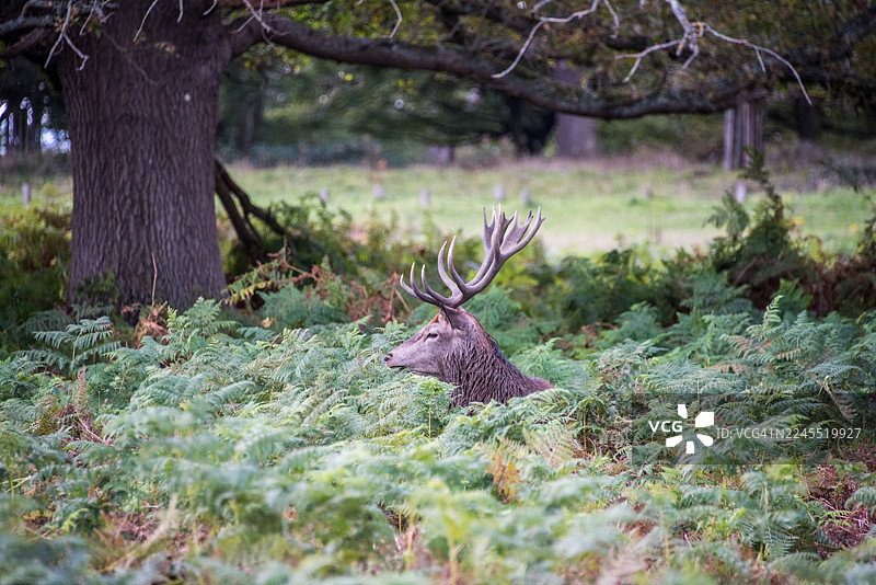 伸展的橡树下休息的雄鹿图片素材