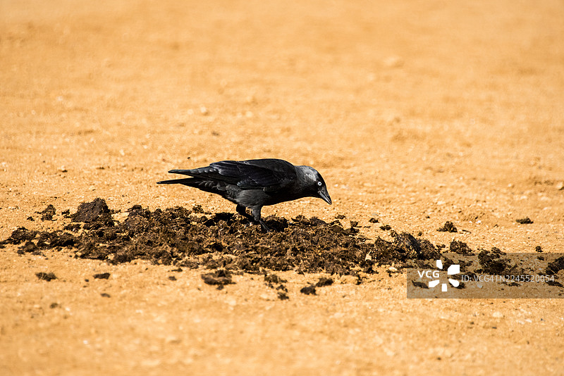 粪堆上的食腐鸦图片素材