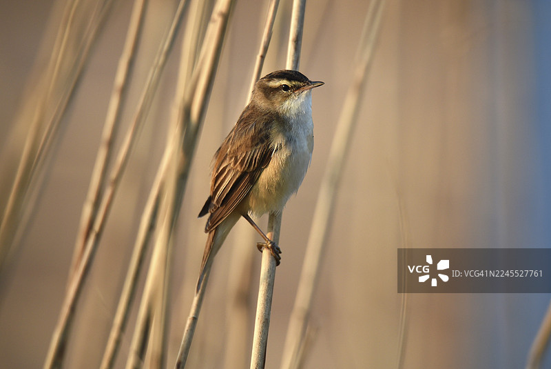 芦苇莺（Acrocephalus schoenobaenus）在施莱斯维希-霍尔斯坦的芦苇丛中歌唱，德国图片素材