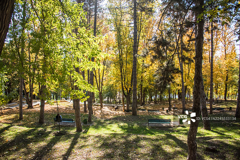 秋季树冠下的长椅图片素材