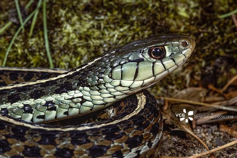 东部束带蛇，俄亥俄州图片素材