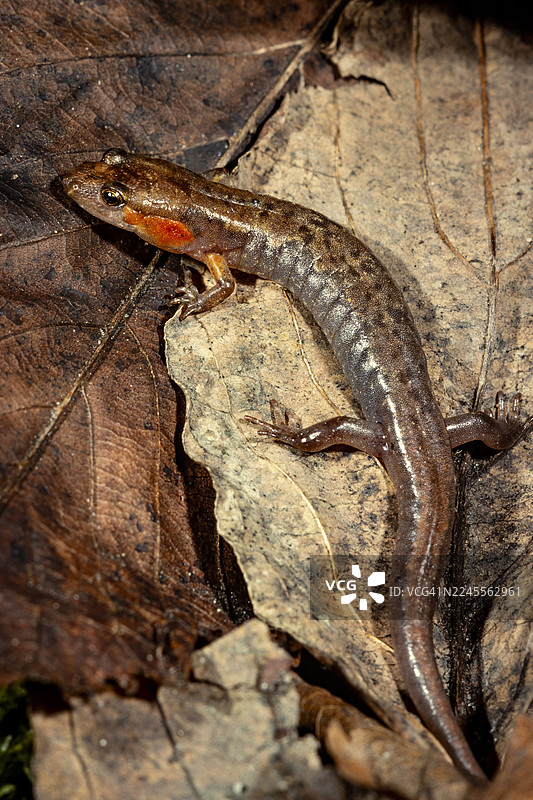 模仿蝾螈，红脸颊图片素材