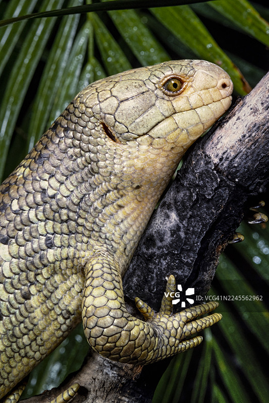 所罗门群岛卷尾蜥图片素材