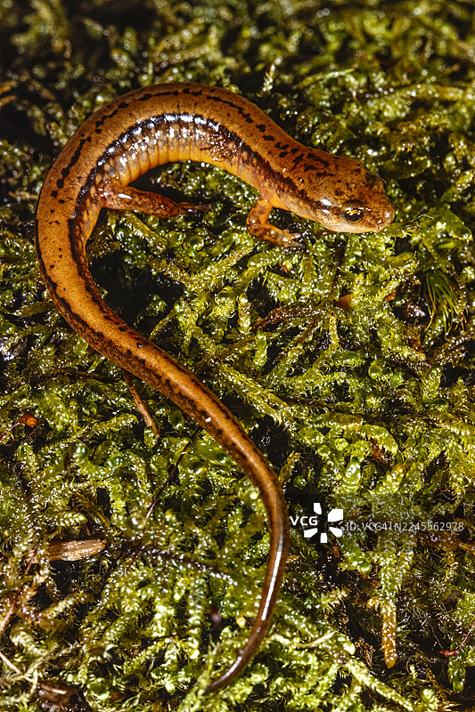 北方双纹蝾螈图片素材