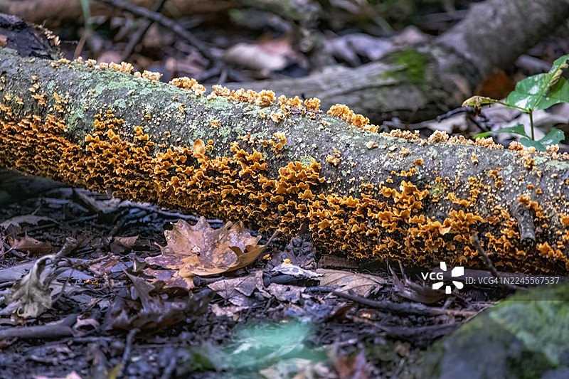 腐烂树干上的毛茸茸的窗帘状地衣图片素材