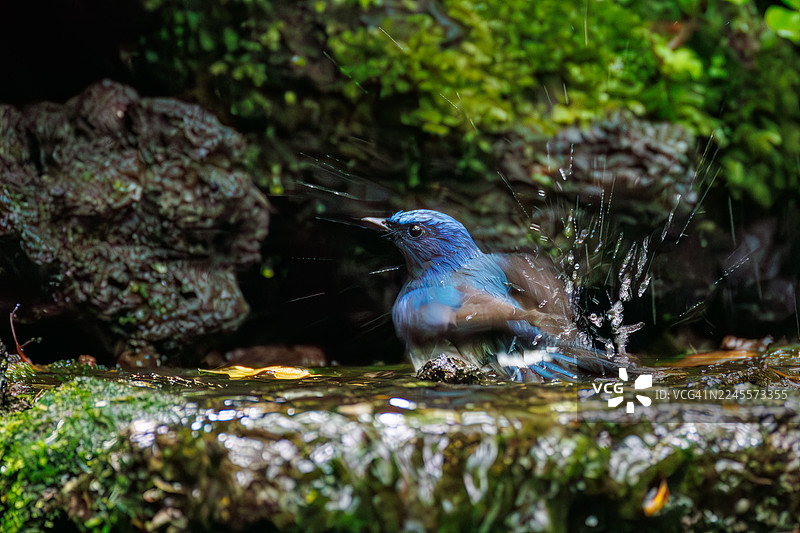 一只美丽的蓝白花丝鹟（Cyanoptila cyanomelana），又名蓝鹟，正在日本山梨县富士吉田市奥多摩温泉沐浴，摄于2025年。图片素材