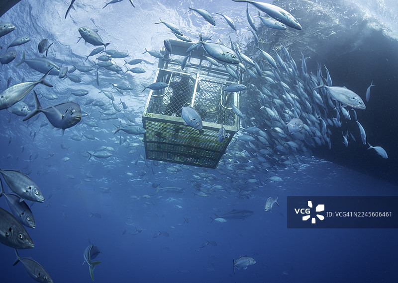抬头仰望在鱼群中，笼子里的潜水员和鲨鱼图片素材