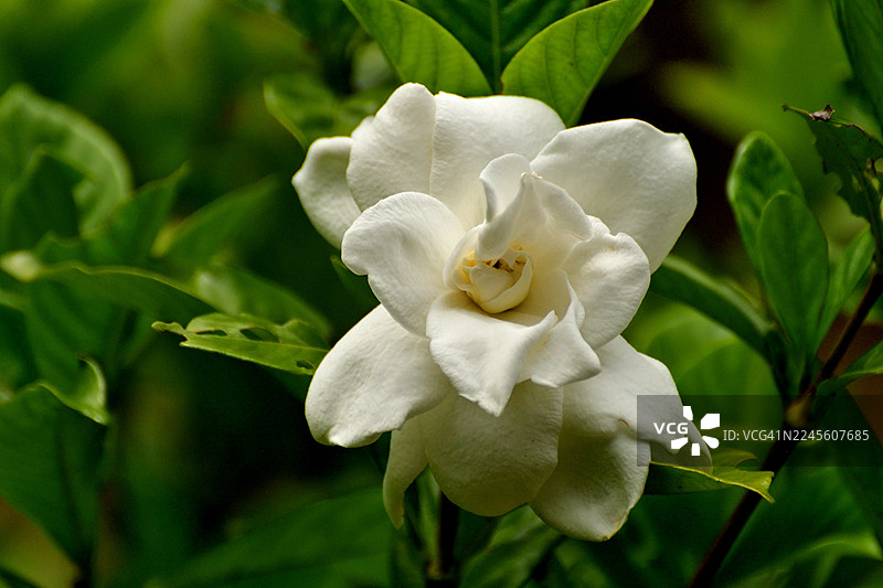 栀子花/普通栀子花/山栀子：常绿灌木，拥有极其芬芳的白色花朵图片素材