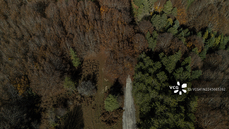 波利诺千年山毛榉树上壮观的秋叶图片素材