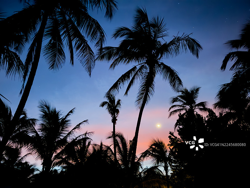 黄昏时分天堂般的棕榈树。图片素材