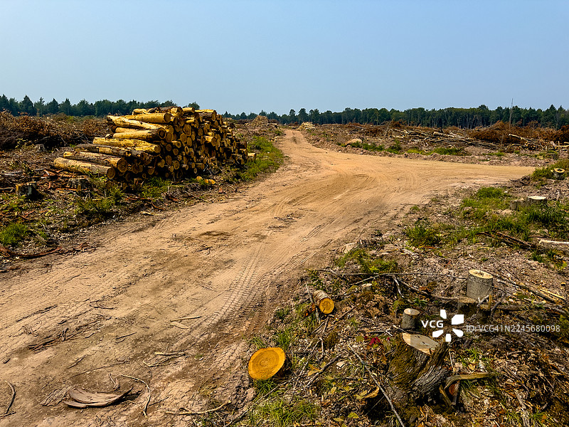 伐木场清理后的堆叠木材图片素材