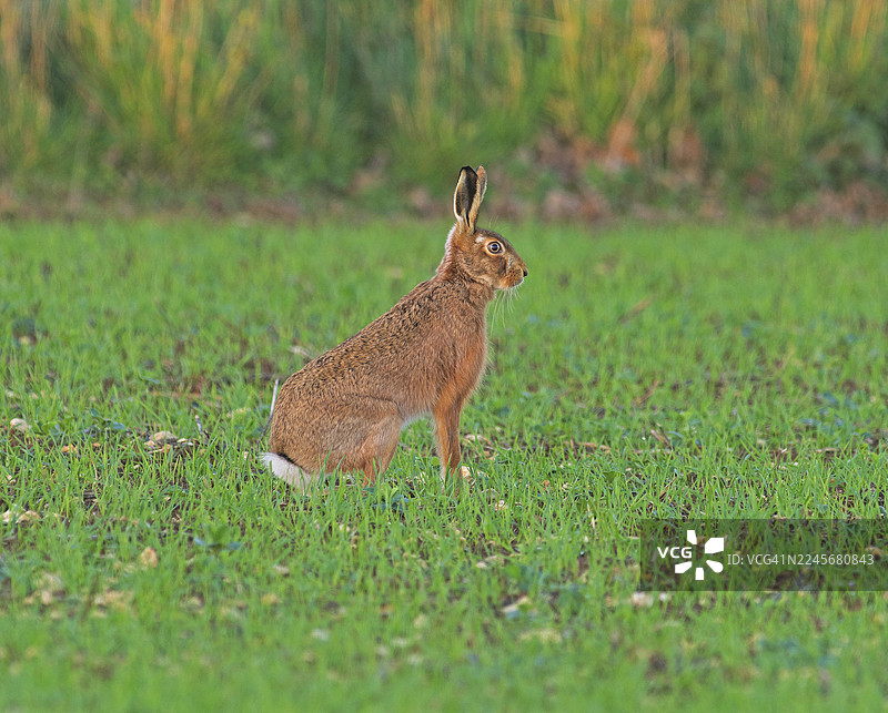 野兔 [Lepus europaeus]图片素材