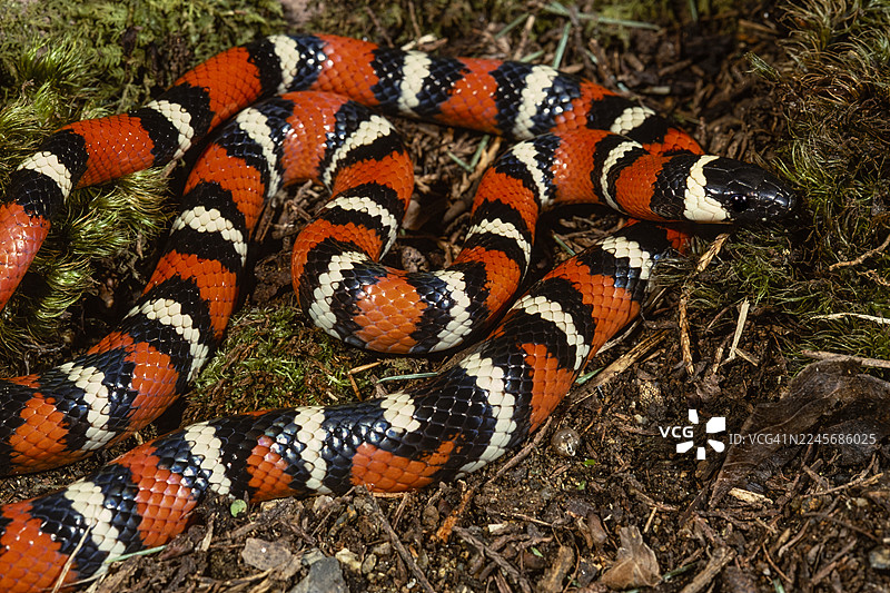 加州王蛇之美图片素材