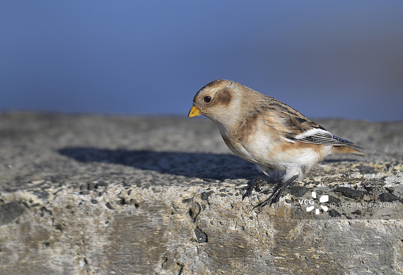 纽比金海滨教堂点近景的雪鹀图片素材