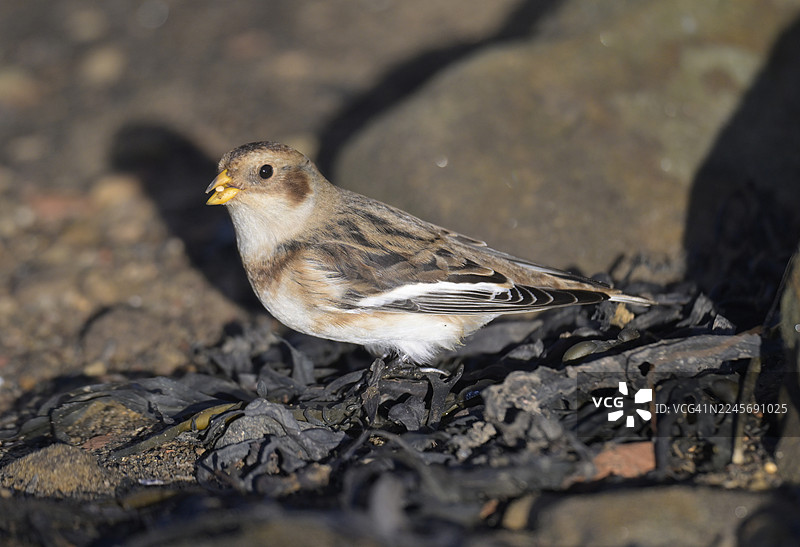 新比金海滨教堂点雪鹀特写图片素材