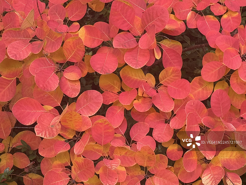 烟树（油腺叶）秋叶，俄勒冈州波特兰图片素材