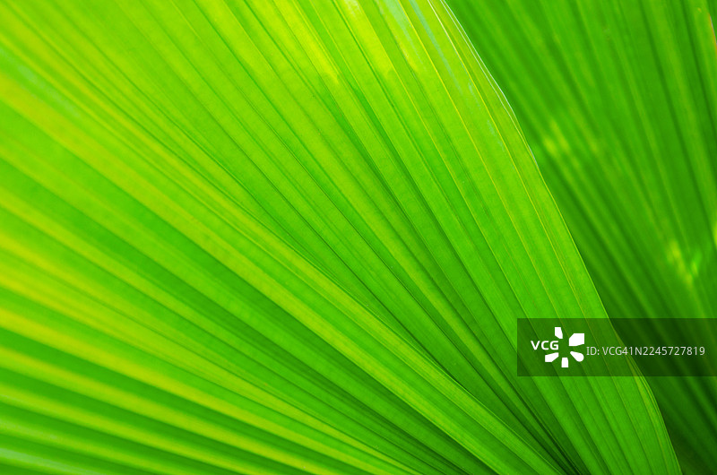 阳光下绿色棕榈叶的特写图片素材