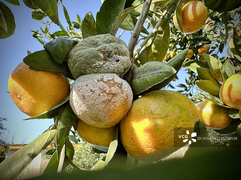 橘子园里腐烂的橘子图片素材