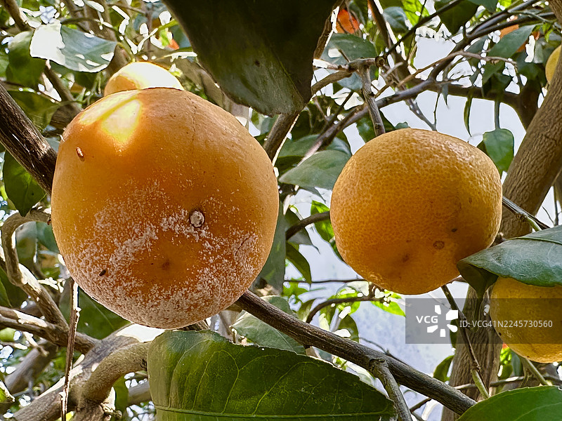 橘子园里腐烂的橘子图片素材