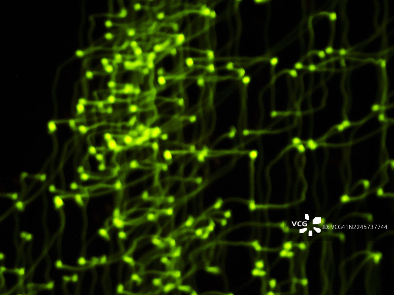 绿色发光的光轨形成抽象的网络节点图片素材