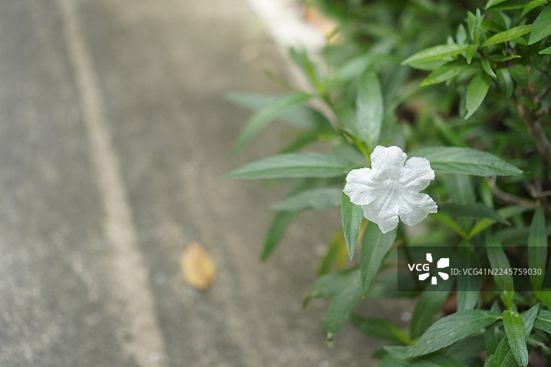 水炮，溪红，铁根，退热草，爆荚，爆裂植物， trai-no，toi ting 爵床科，布里顿野花，墨西哥蓝铃花，紫丁香花在花园中绽放，背景为自然风光图片素材