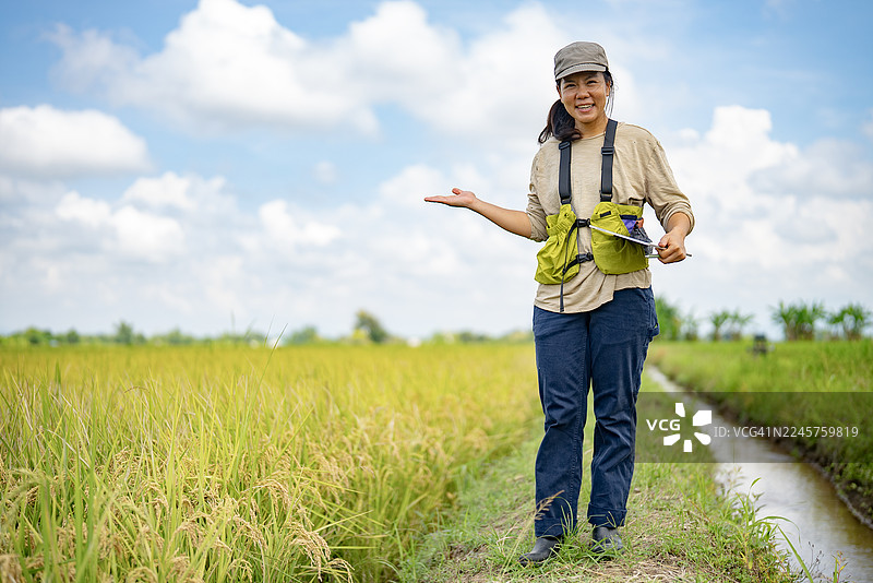 亚洲女农民或农业研究员在绿色的稻田里，在明媚的天空下观察作物，并在数字平板电脑上记录数据。图片素材