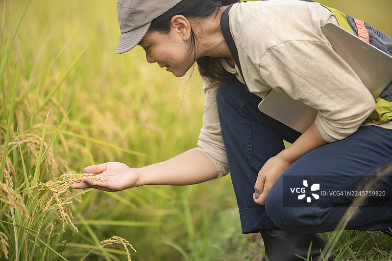 亚洲女农民或农业研究员跪在绿色的稻田里，在晴朗的天空下观察作物并用平板电脑记录数据。图片素材