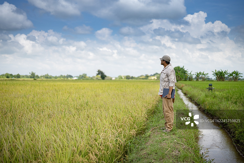 一位农民或农业研究人员跪在绿色的稻田里，在明亮的蓝天下观察作物并在数字平板电脑上记录数据。图片素材