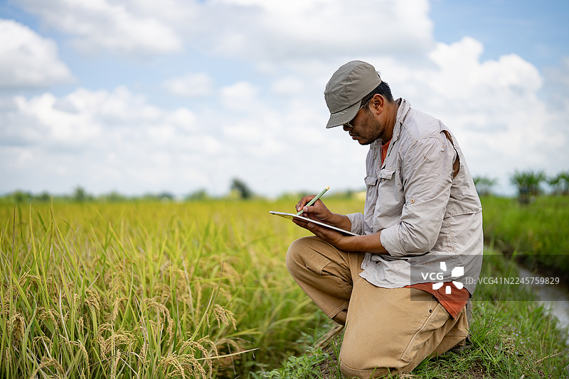 一位农民或农业研究员跪在绿色的稻田里，在明媚的天空下观察庄稼并在数字平板电脑上记录数据。图片素材