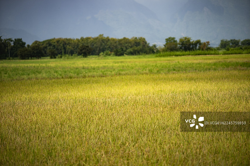 待收割的梯田，背景是蓝色的山图片素材