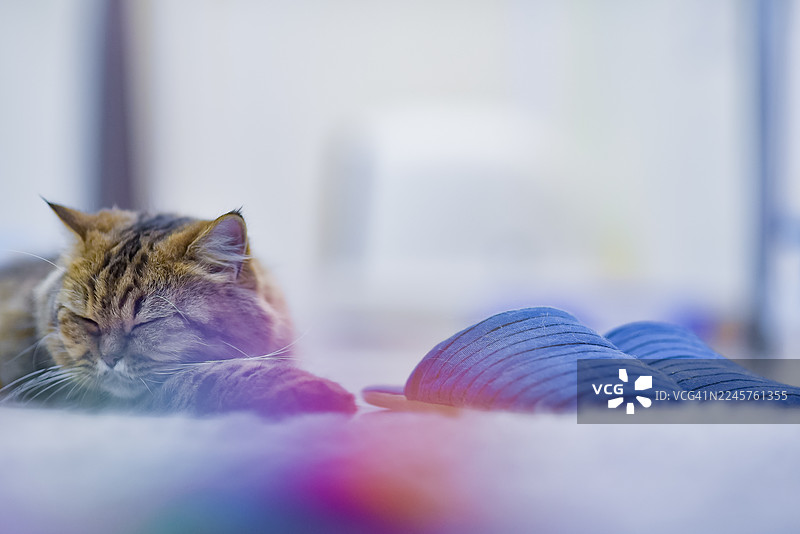 一只毛茸茸的泰国波斯猫小猫在玩耍后，靠着休闲鞋打盹。图片素材