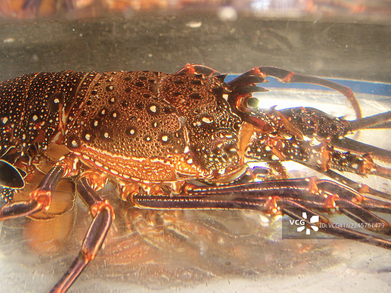 玻璃缸里的龙虾图片素材