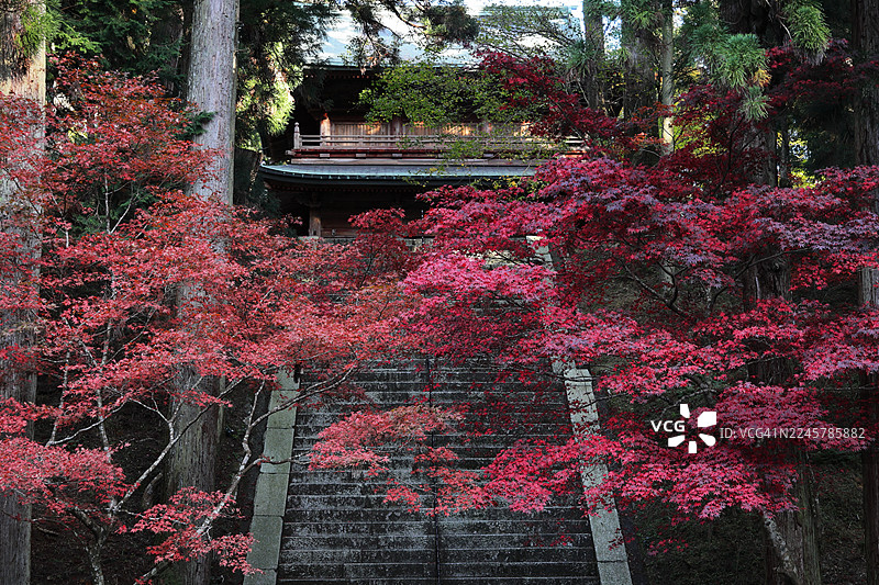 宁静的比睿山秋景——世界遗产延历寺的绚丽秋叶图片素材