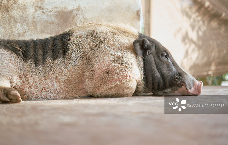 猪在农场地板上沐浴在自然光中休息图片素材