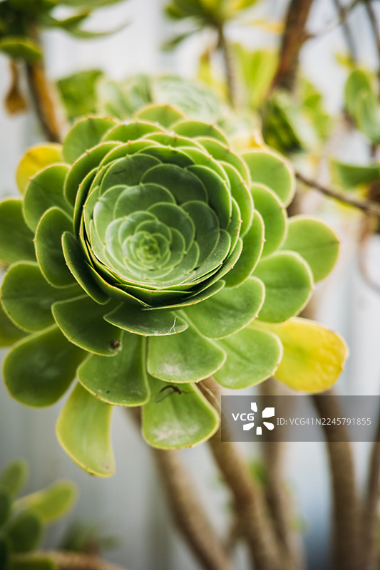 近距离拍摄的绿色多肉植物图片素材