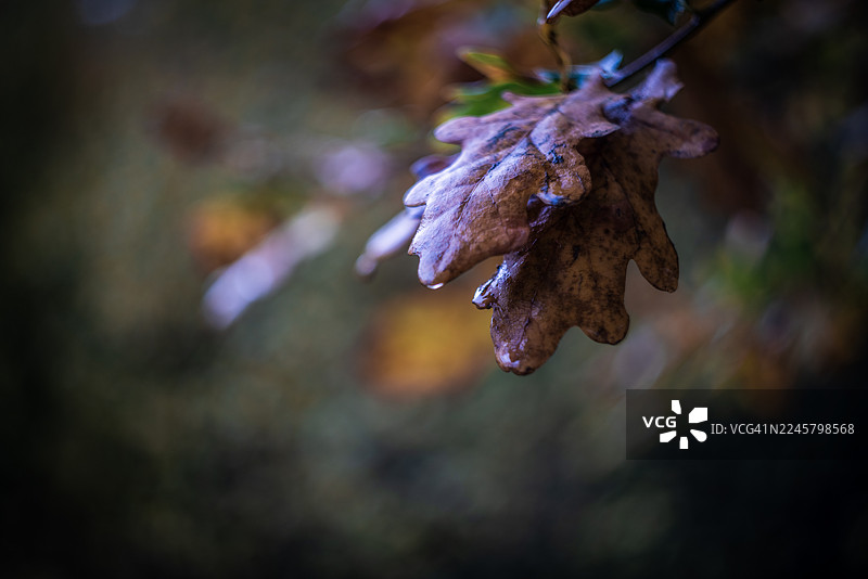 秋天的自然色彩图片素材