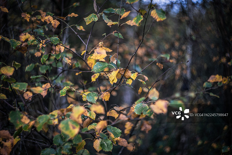 秋天的自然色彩图片素材