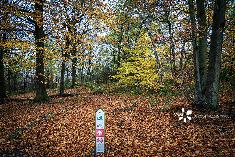 林地秋景图片素材